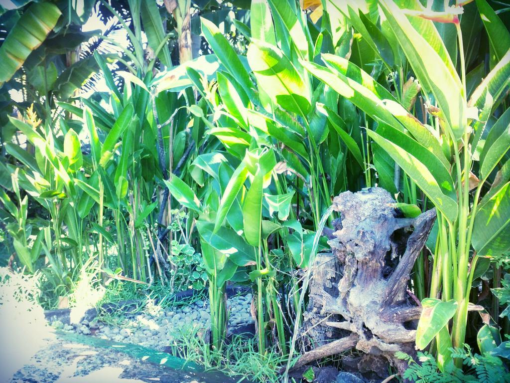 Jassri Homestay Pemuteran Kültér fotó